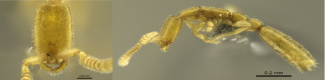 細蟻屬(Leptanilla)品種， 僅長1.2毫米。(圖片來源︰Antweb.org)